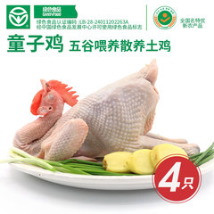 大别山生态散养童子鸡